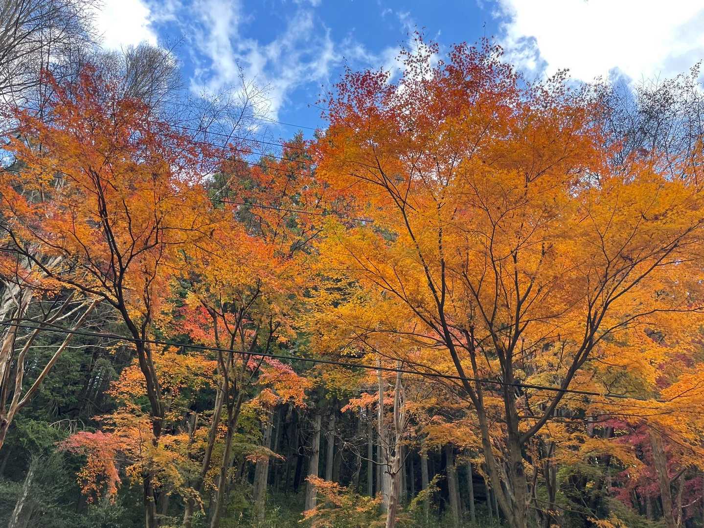 ここで最後に紅葉を満喫(*´꒳`*)♡