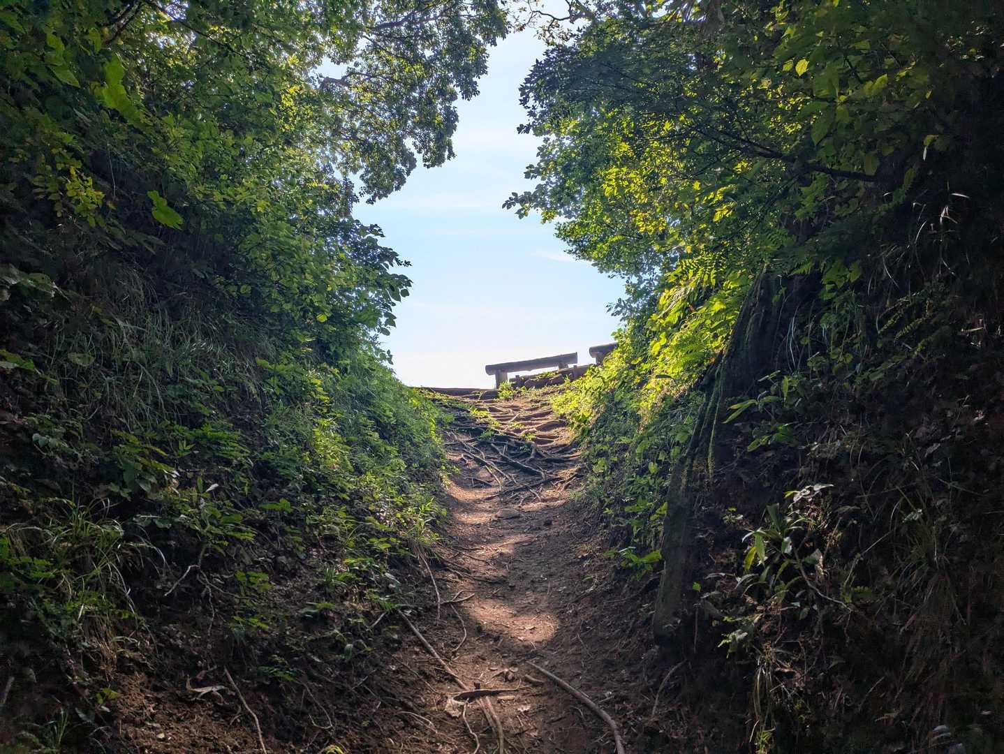 三ノ峠山 往復コースの写真