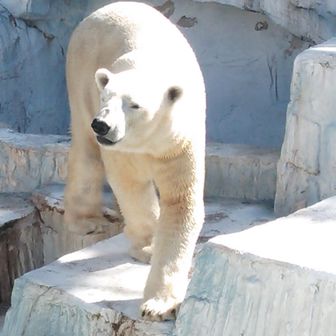 京都Bear