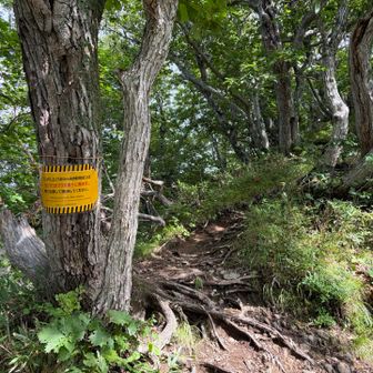 ここから上が昨年事故にあった場所です。現在はアリの巣があることと熊に関する注意書きがされています⚠️