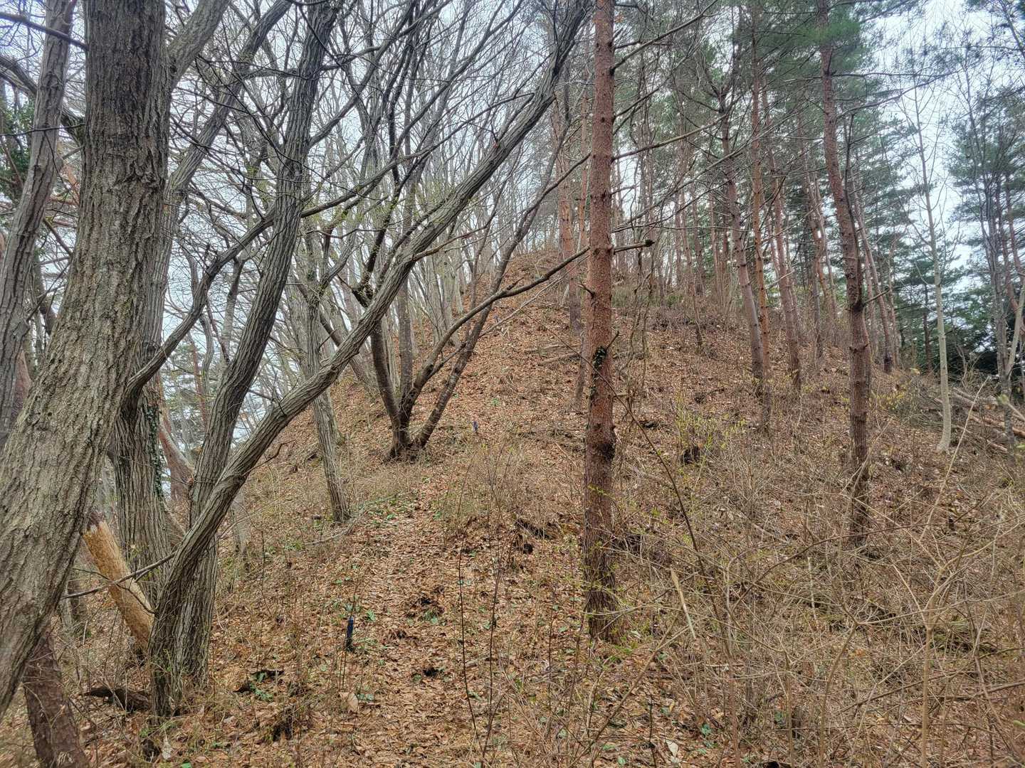 御幸山登山口-笹くぼ山 往復コースの写真