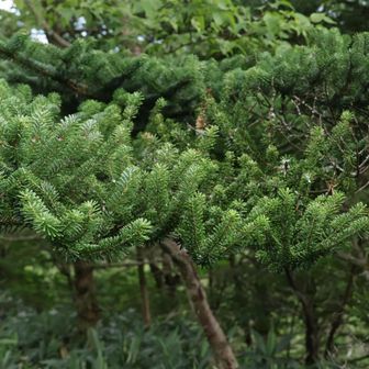 なかなか中国地方では見ることない樹木
なんだろ？
ウラジロモミ？🌲