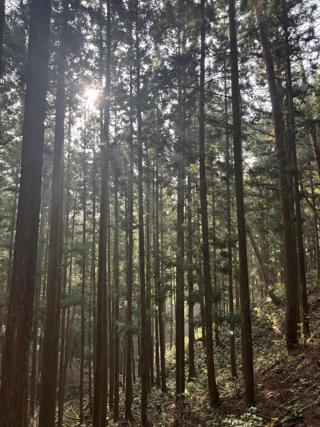 大栗山-月ヶ平-夏焼城ヶ山 往復コースの写真