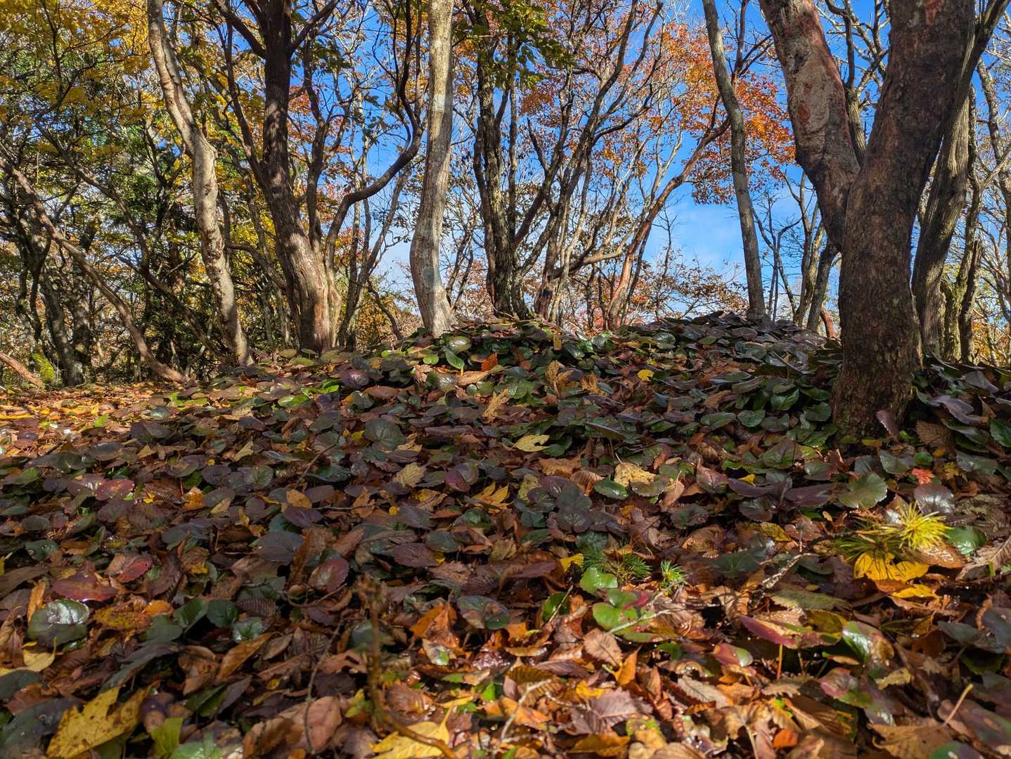 銚子ヶ口登山口-銚子ヶ口-大峠の頭-水舟の池 往復コースの写真