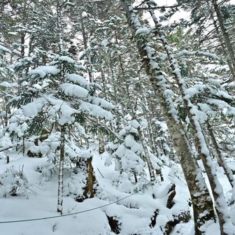 寒そうな雰囲気です