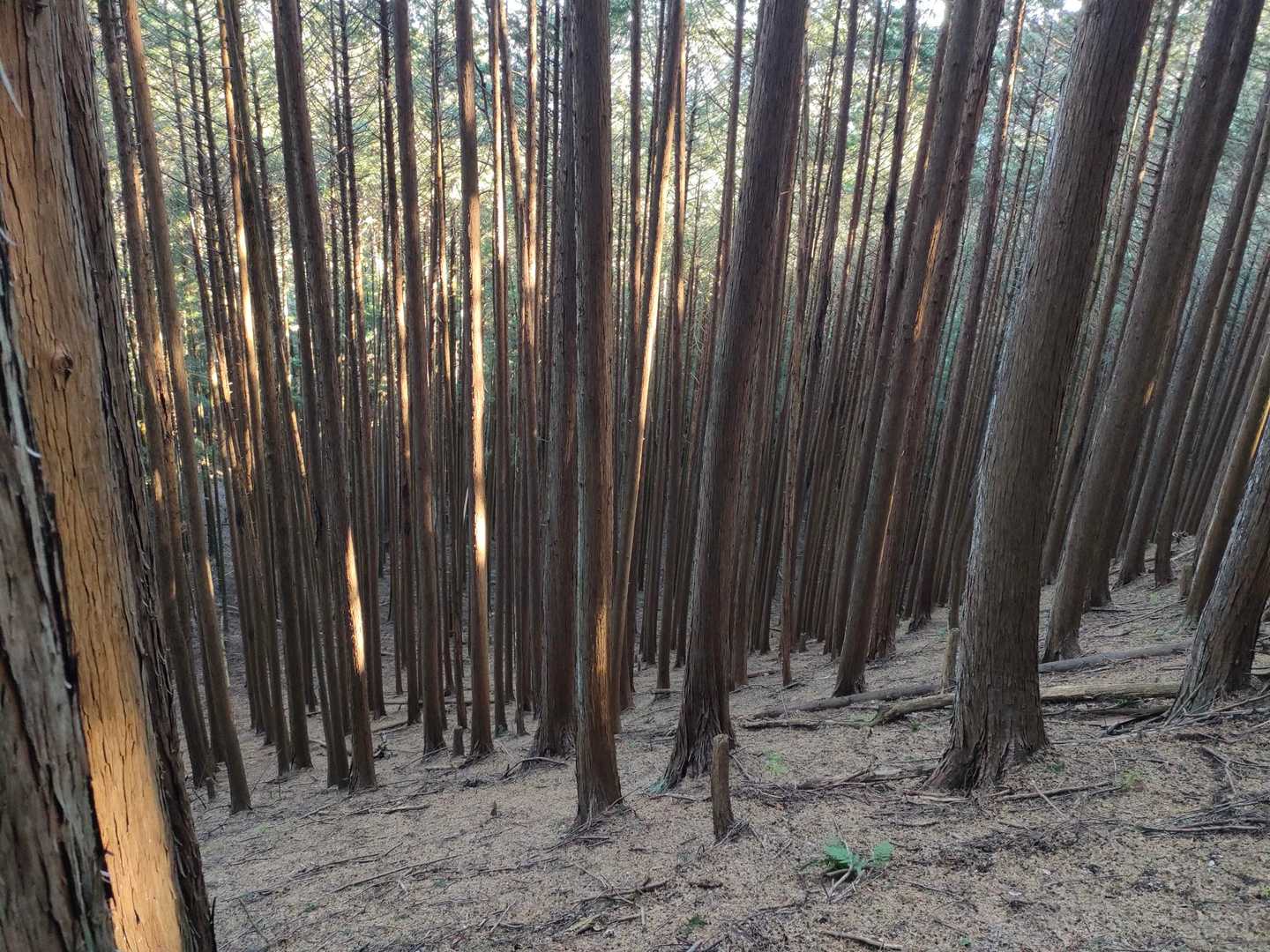 そこそこ吸い込まれるタイプの杉林(吸い込まれないタイプもある)