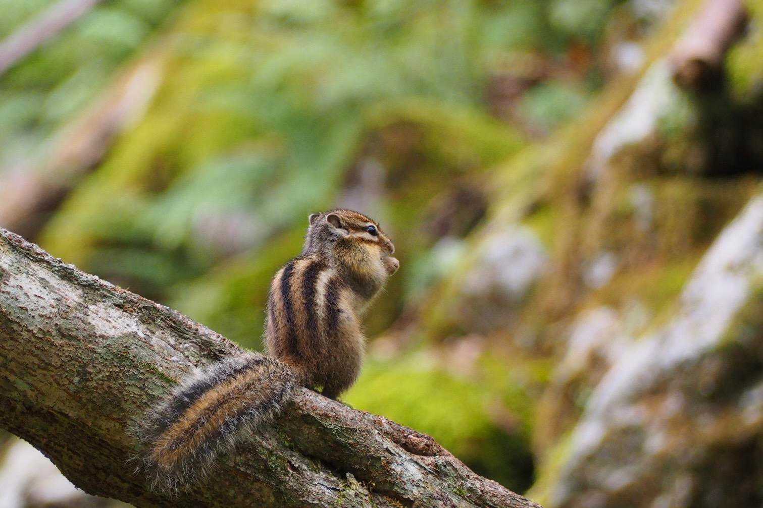 全て1匹のリスでした🐿️
隠れる事もなく、ずっと見える範囲をチョコまか走り回ってました
このサービス精神の旺盛さはプロのモデルさんに違いない✨
若しくは途中でお願いした祠の化身かも？