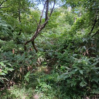 植物園方面への分岐。恐ろしい藪・・・。