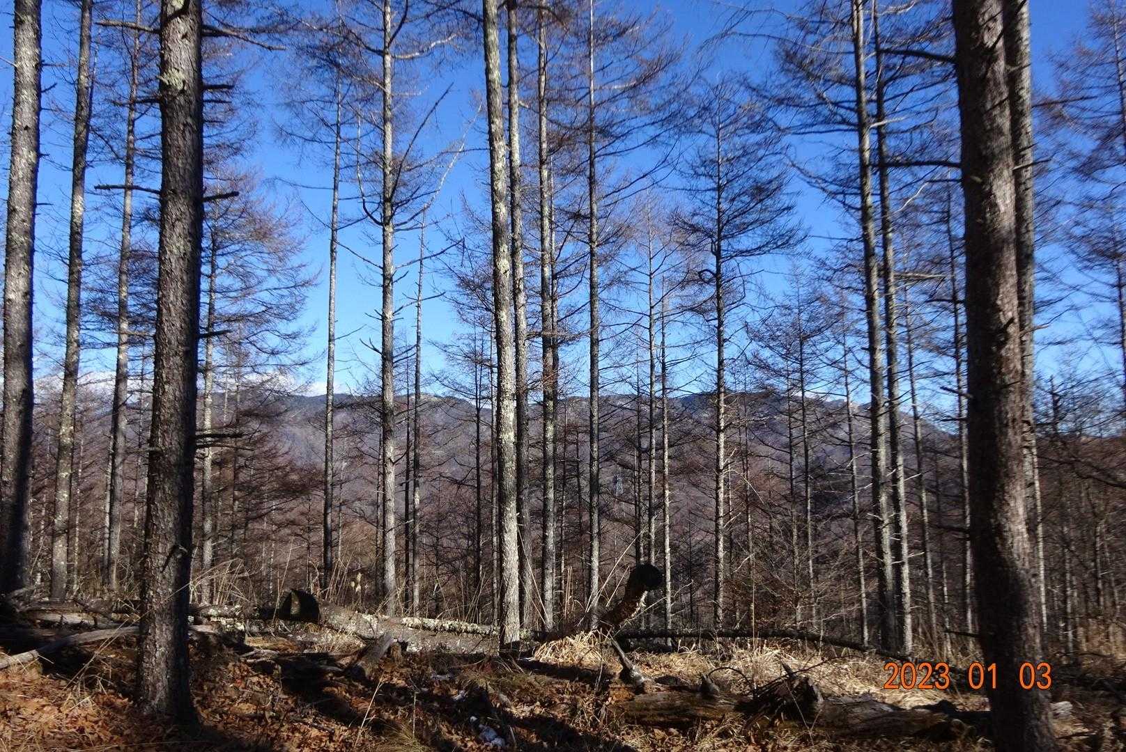 先程登った…牛奥ノ雁ヶ腹摺山〜小金沢山(・∀・)