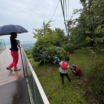 ハートの紫陽花みっけ