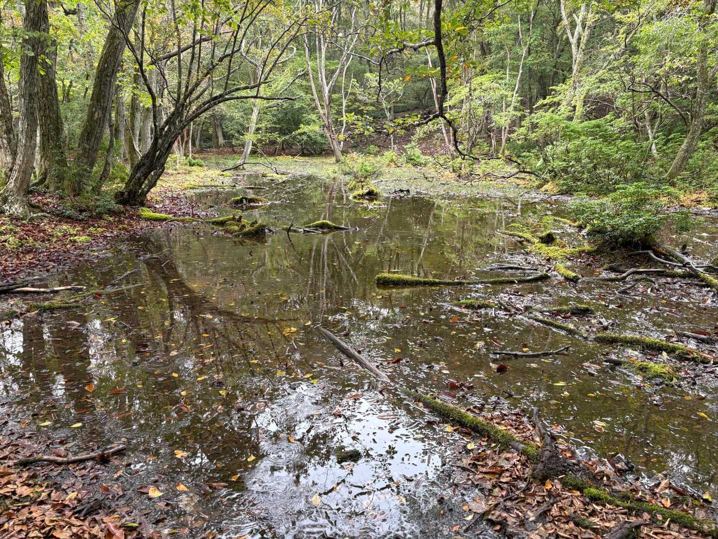 話に夢中でちょい道それてしまう
目の前に大きめな水たまりのようなぬた場のようなもの出現
どうせ濡れてるし、躊躇なくGOした主役

駄菓子菓子‼️
これがズブズブの底無し沼やった😱（底はあるでしょうが、かなり深い。みるみる沈んでいく。泥にハマり脚が抜けないらしい）