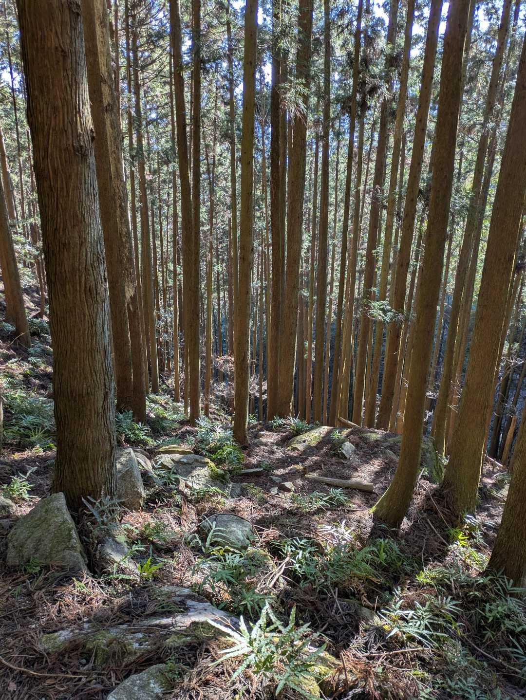 東登山口-錫杖ヶ岳-錫杖ヶ岳登山道口 周回コースの写真