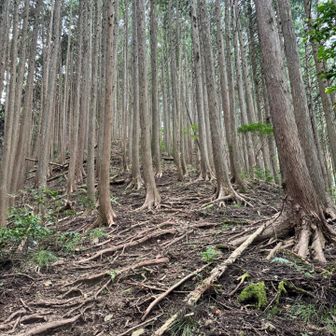お山は急登でしょ💦