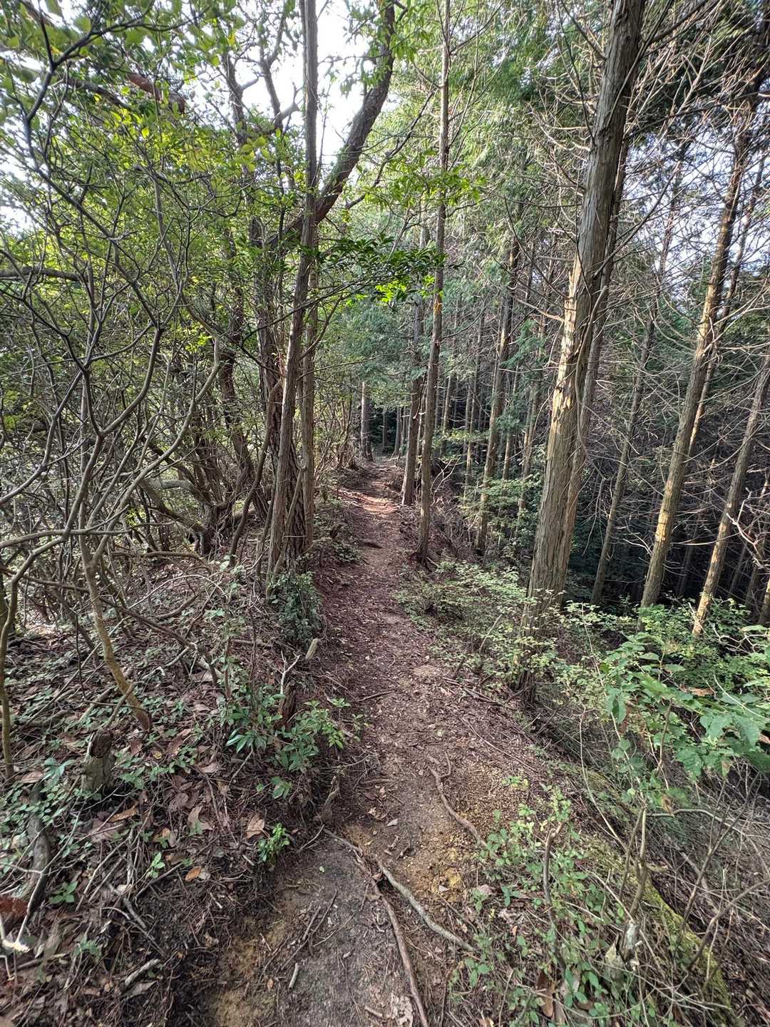 涼しい東陵尾根(^^)