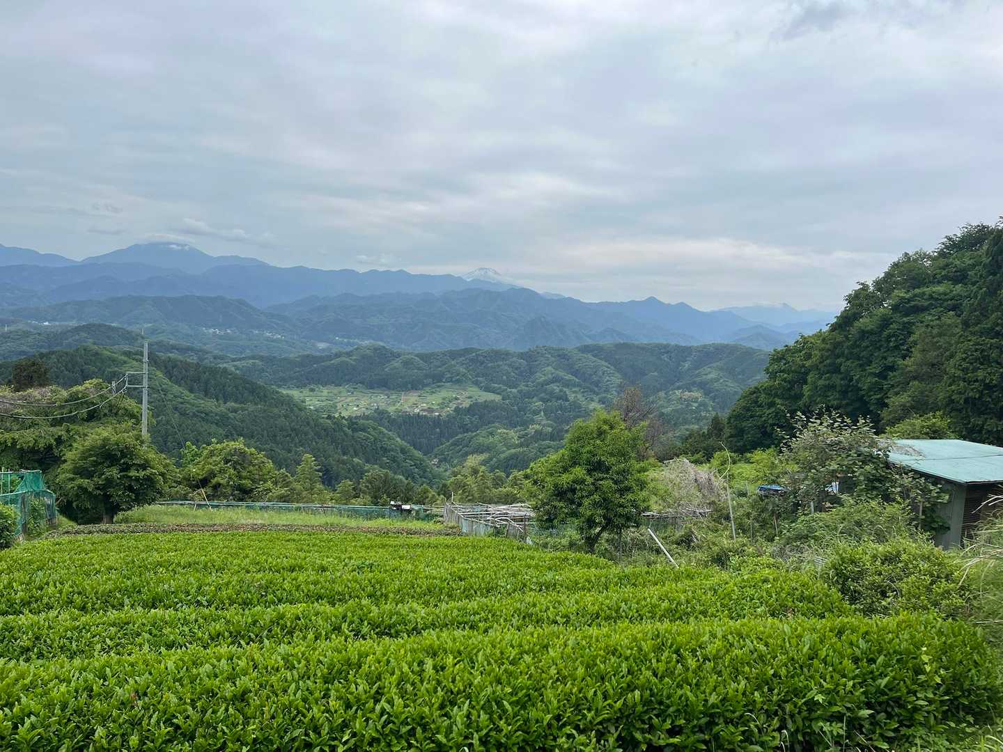 手前に茶畑あるから良いんだなぁ〜！