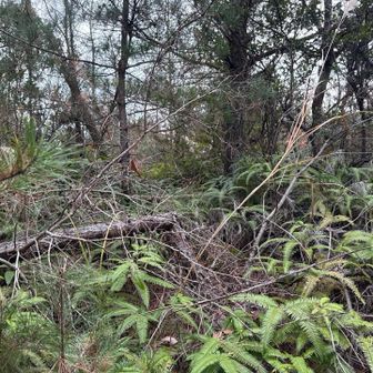この辺が山頂なのだが、標識無いな。
