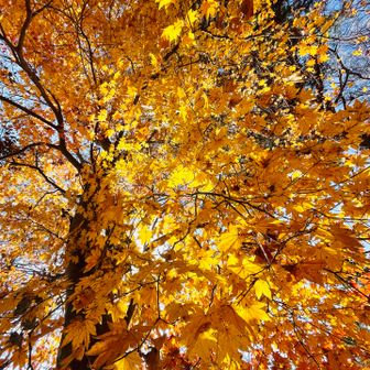 キラキラ黄葉✨