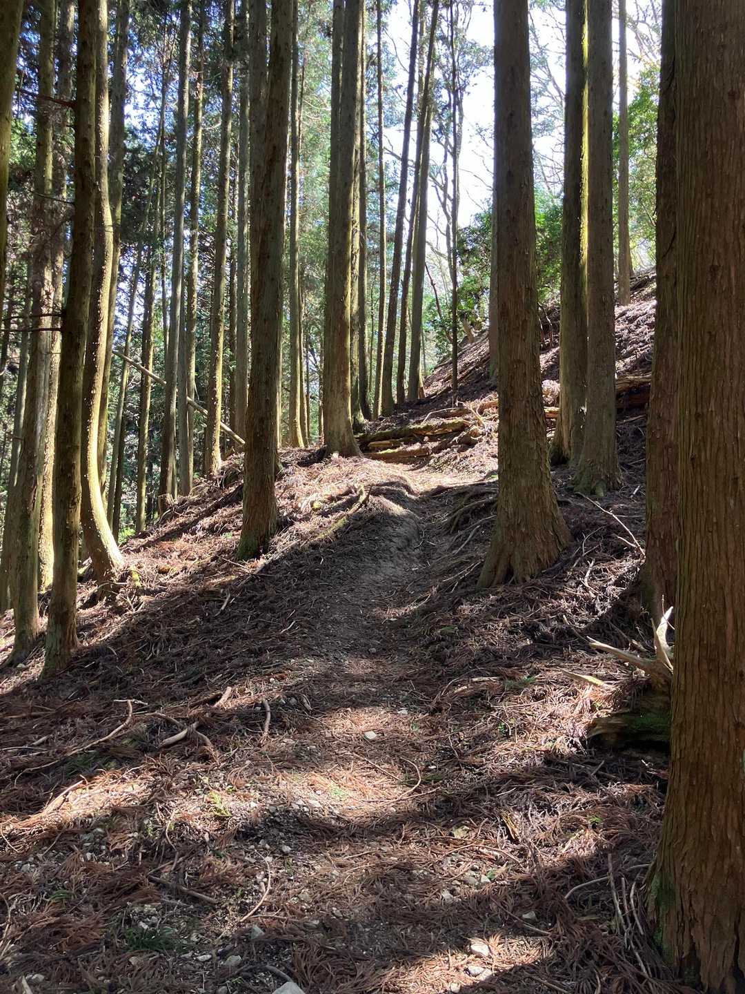 「喜びの九十九折り」を登り返し 💦

なぜ「喜び」なのか？
それはまだ、急登を登れる足であるからなんデス （笑）