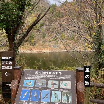 池がありました　池を見るとルアーを投げたくなる衝動が‥