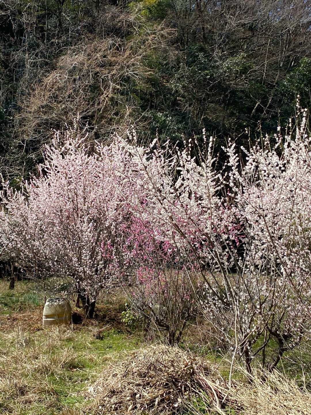 梅の花🌸綺麗に咲いてます