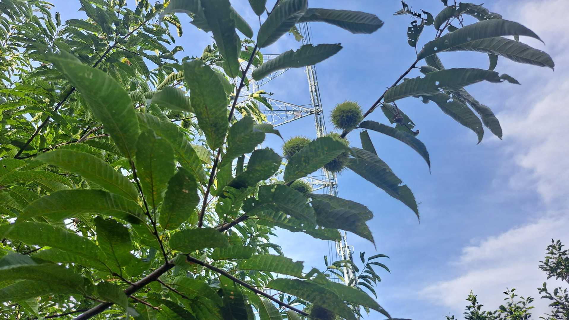 秋が近づいてる🌰
気がしない