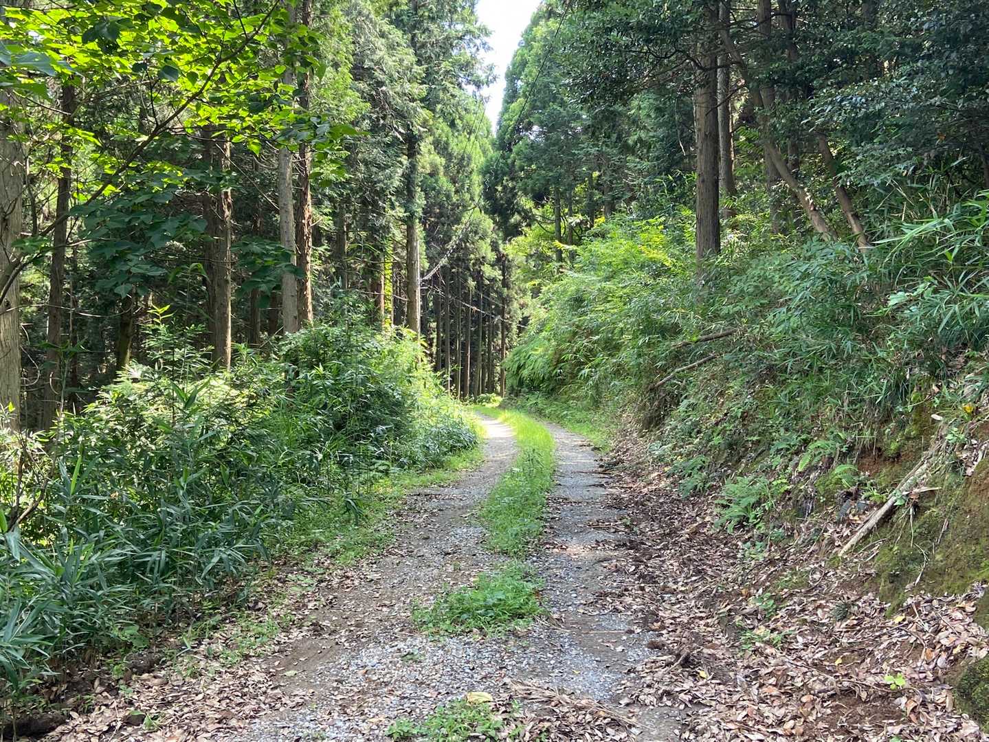 アブのような小さい虫がずっといました
これがオロ🪰なのか？立ち止まりません
山頂までこんな感じ