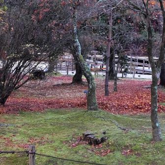 落ち葉がきれいに掃き固めてある