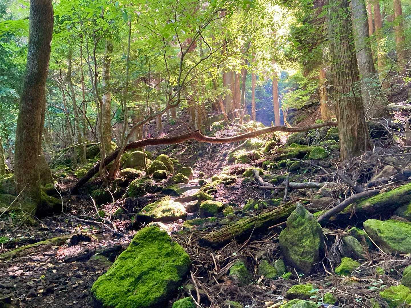 吉部登山口-大船山 往復コースの写真