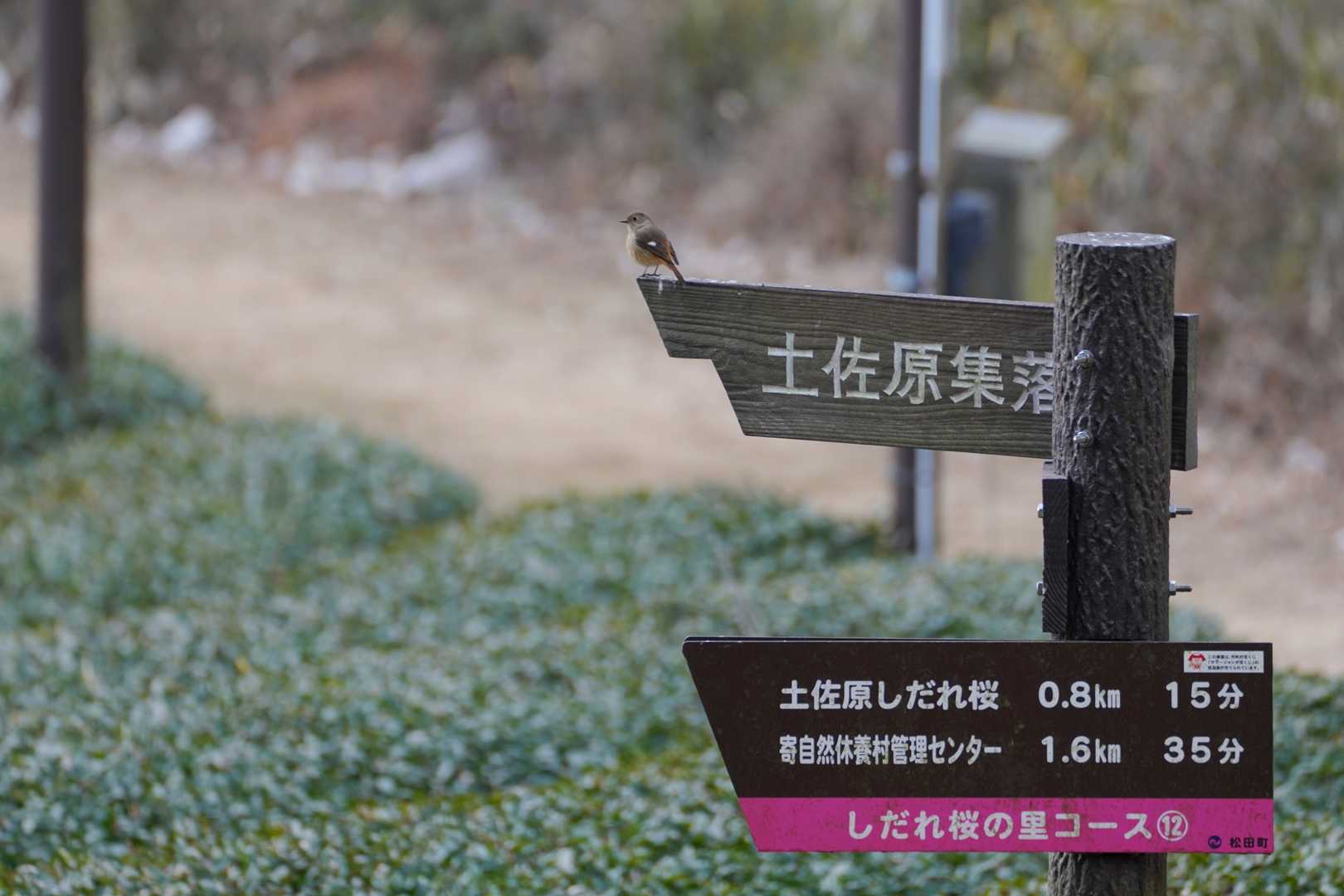 茶畑手前まで下っていくと道標にジョウビタキのメス発見