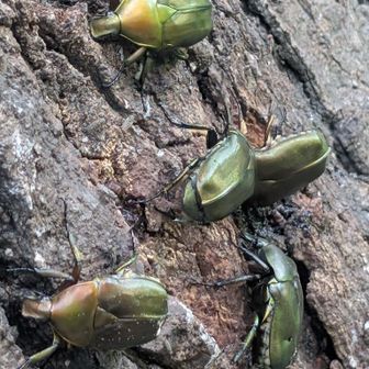 カナブンが群がってる大木🧐....目当ての昆虫ではないですよ🫡🤭