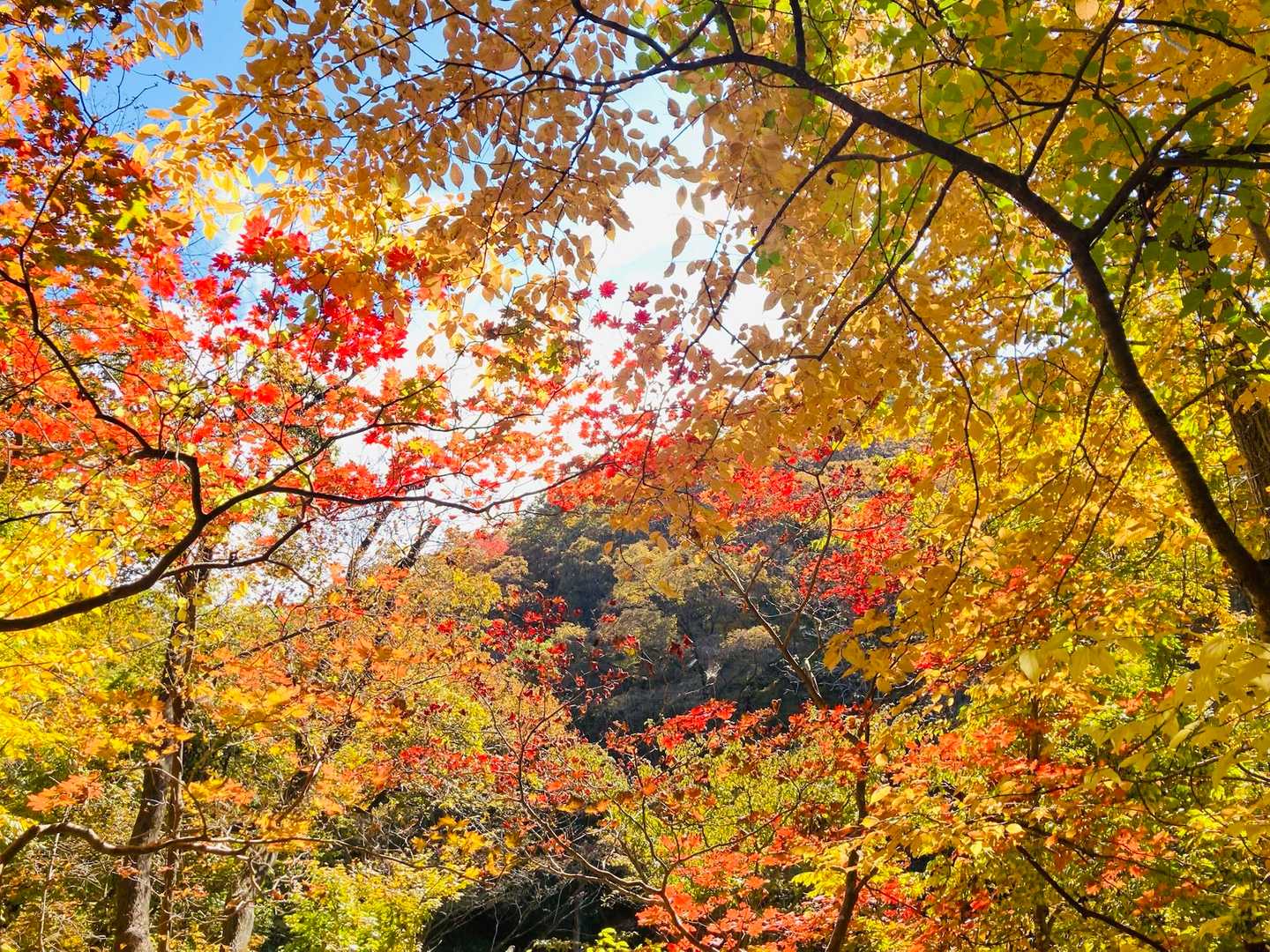 ハイパー…🤣
紅葉🍁撮りまくってたら山の主様にお会いしました✨