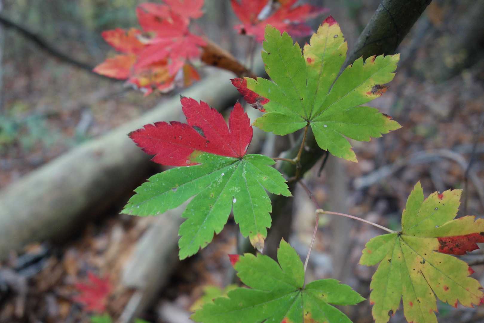 おしゃれな装いのモミジ🍁