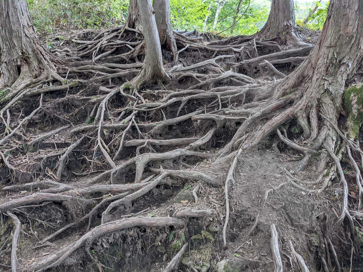 スゴイ木の根っこ