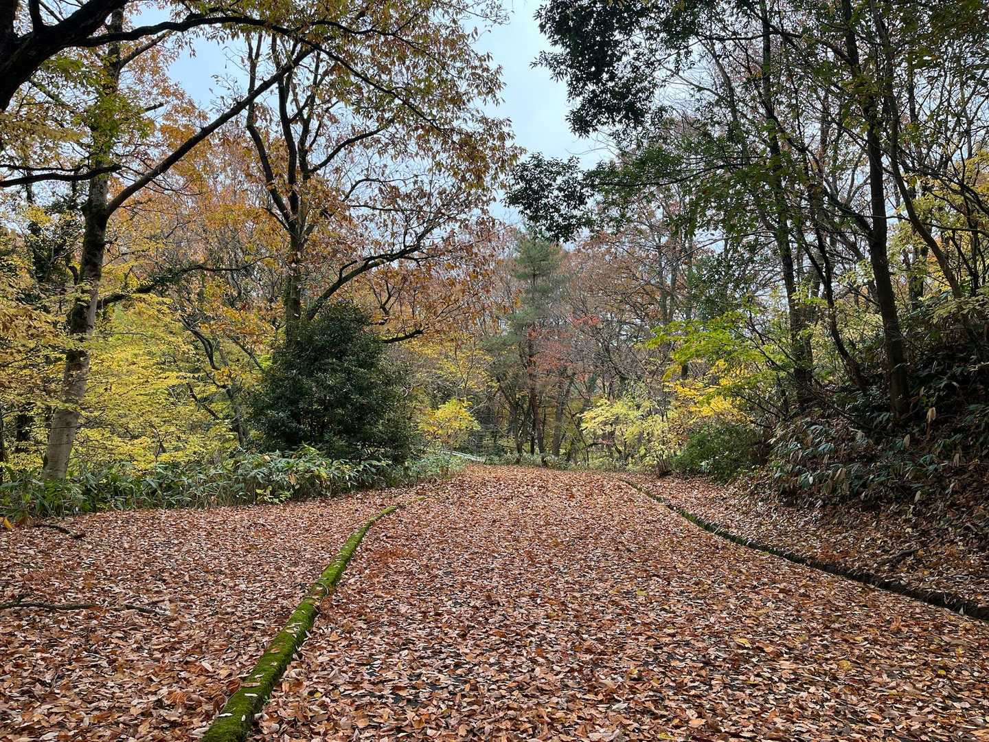 カサカサ落ち葉ロード🍂🍂🍂