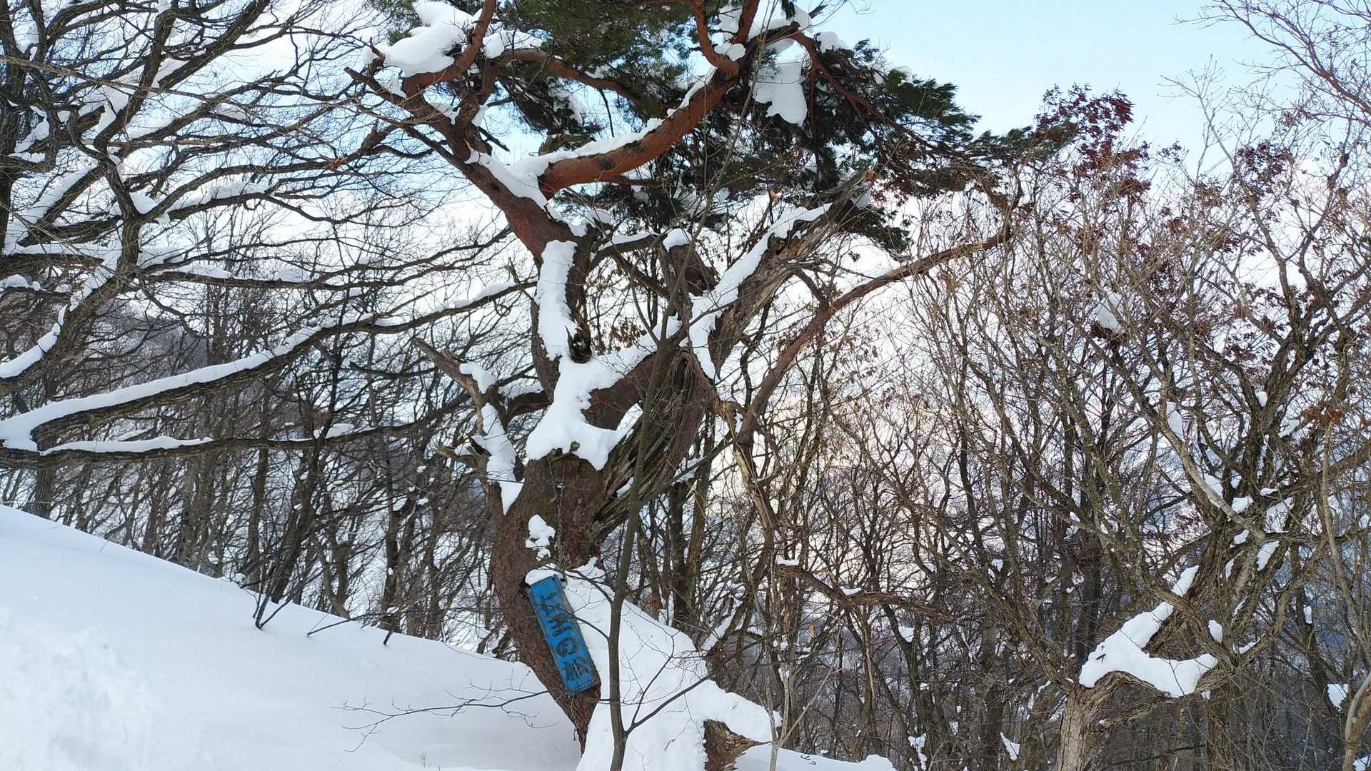 仁王の松