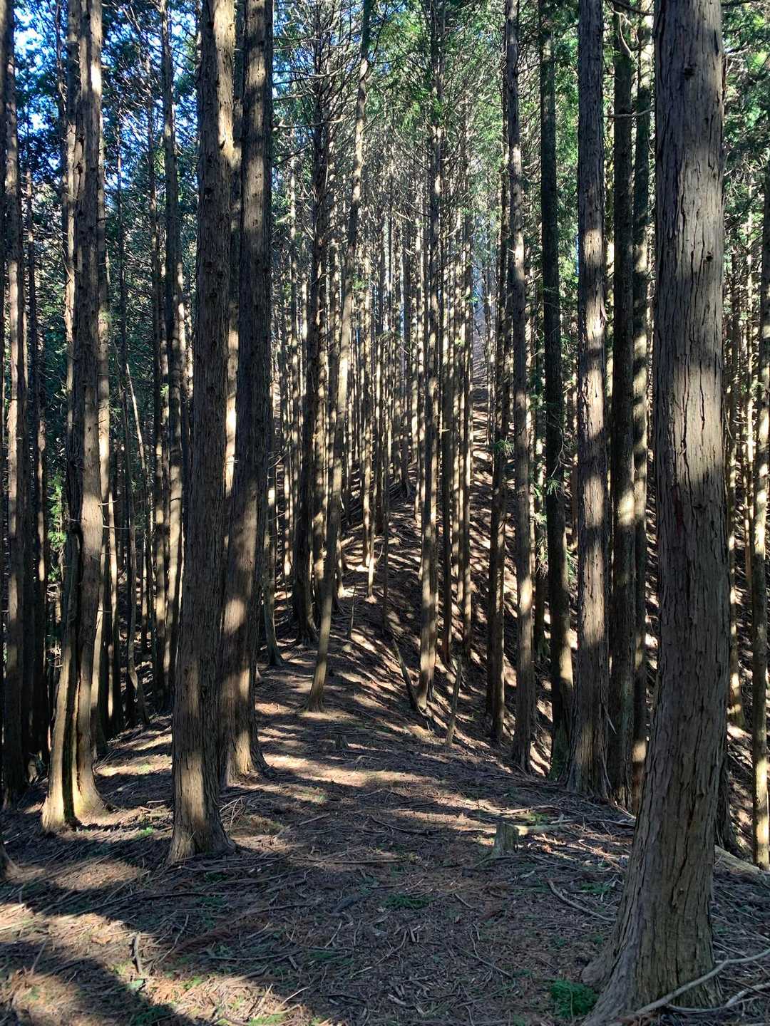 羽賀場山 往復コースの写真