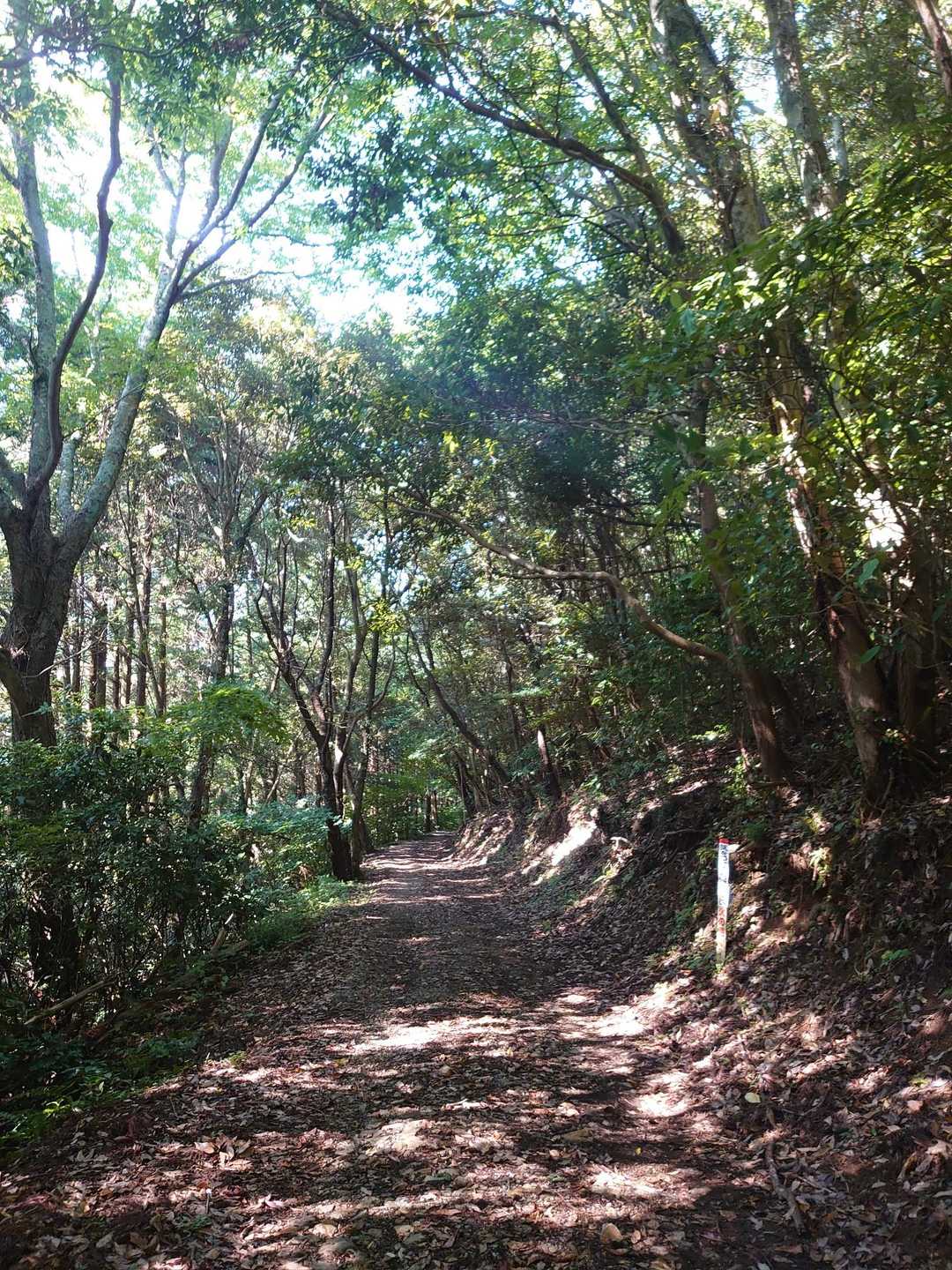 下山は、小走りで
       ．．．．．🏃