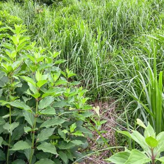 発心山は道が藪っぽいので割愛しました。