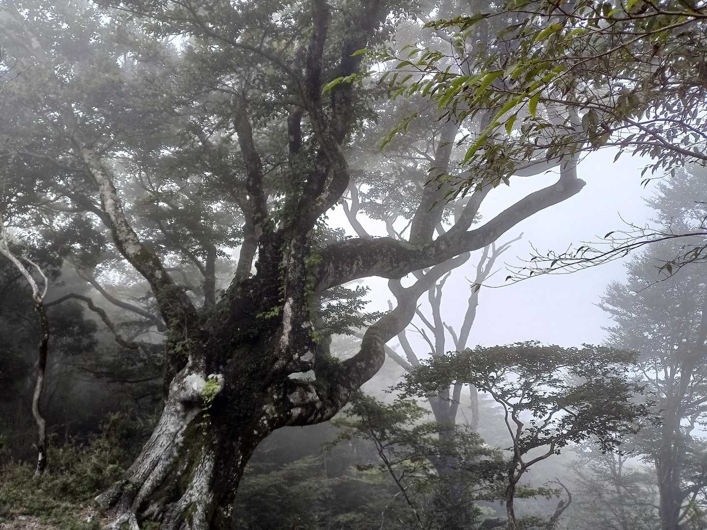 これも立派でした。根の保護のためか、側に近寄れないようにロープが張ってありました。