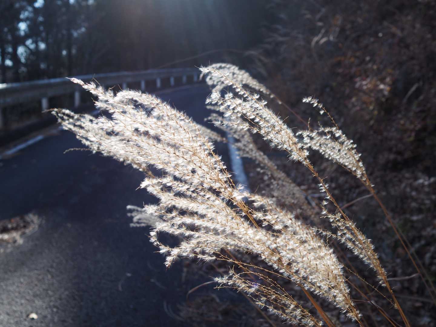 十二ヶ岳 往復コースの写真