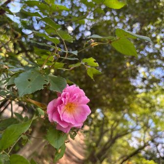何の花？