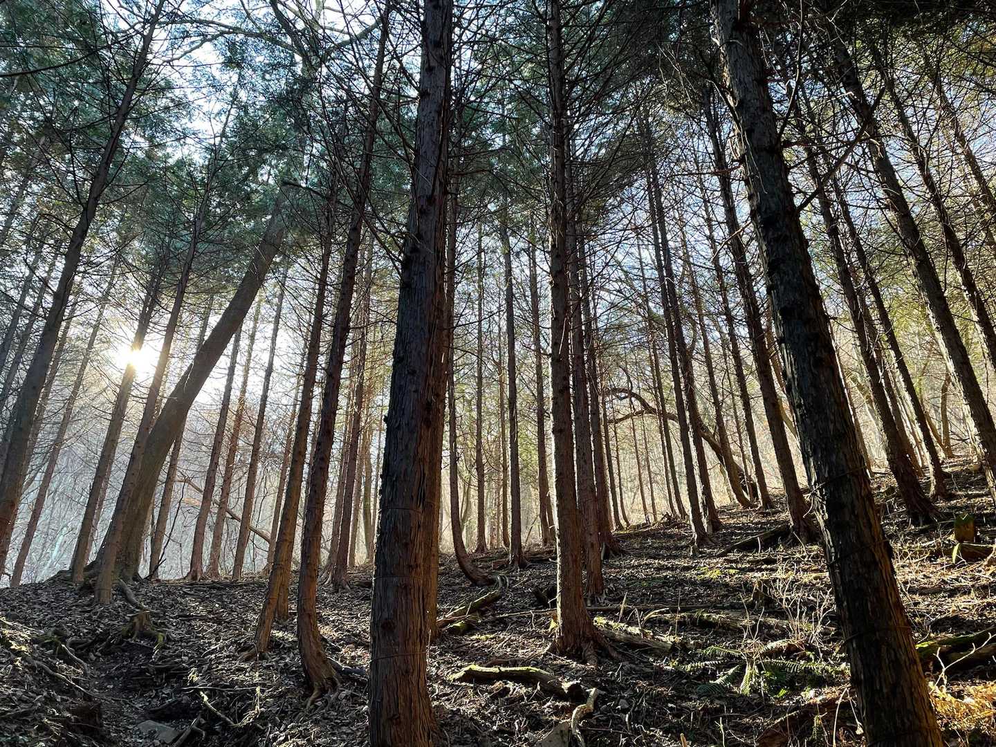 十二ヶ岳登山口-十二ヶ岳 往復コースの写真