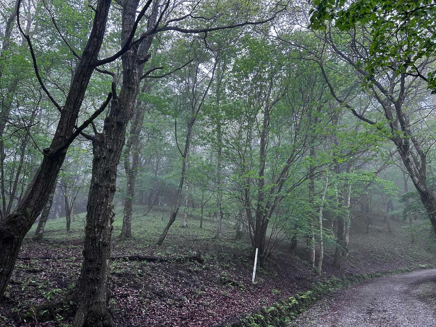 涼しいし、しっとりしているし気持ちいいです🙂‍↔️