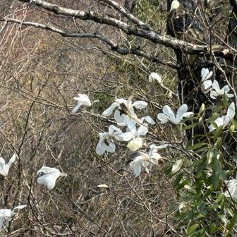 タムシバはこれから🤍