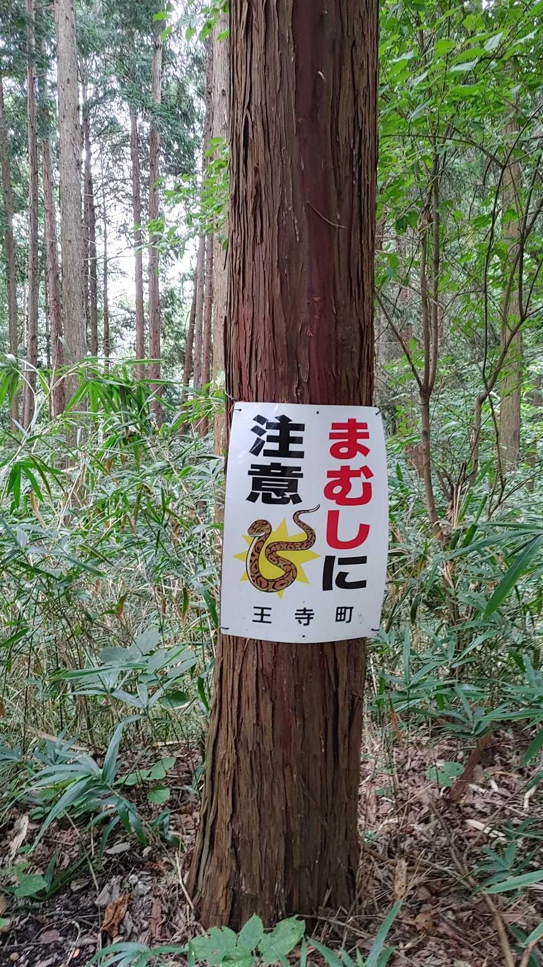 やっぱり止めておこうかな？😄
