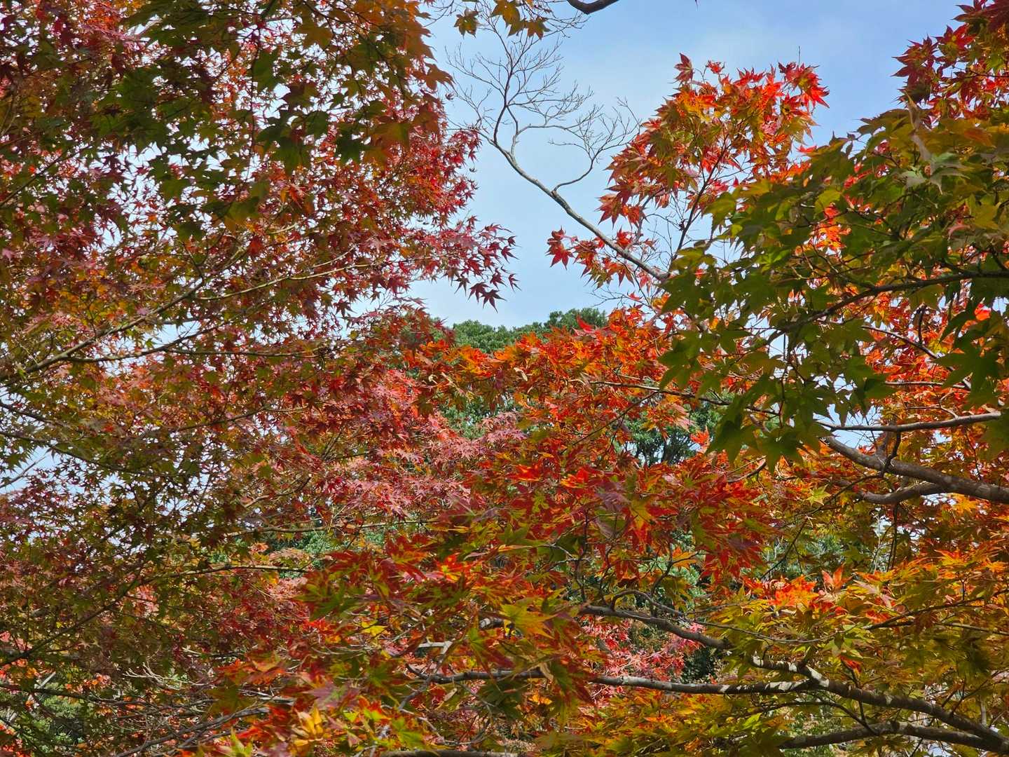 箕面大滝公園入口発着｜滝百選の名爆をめぐる往復コースの写真
