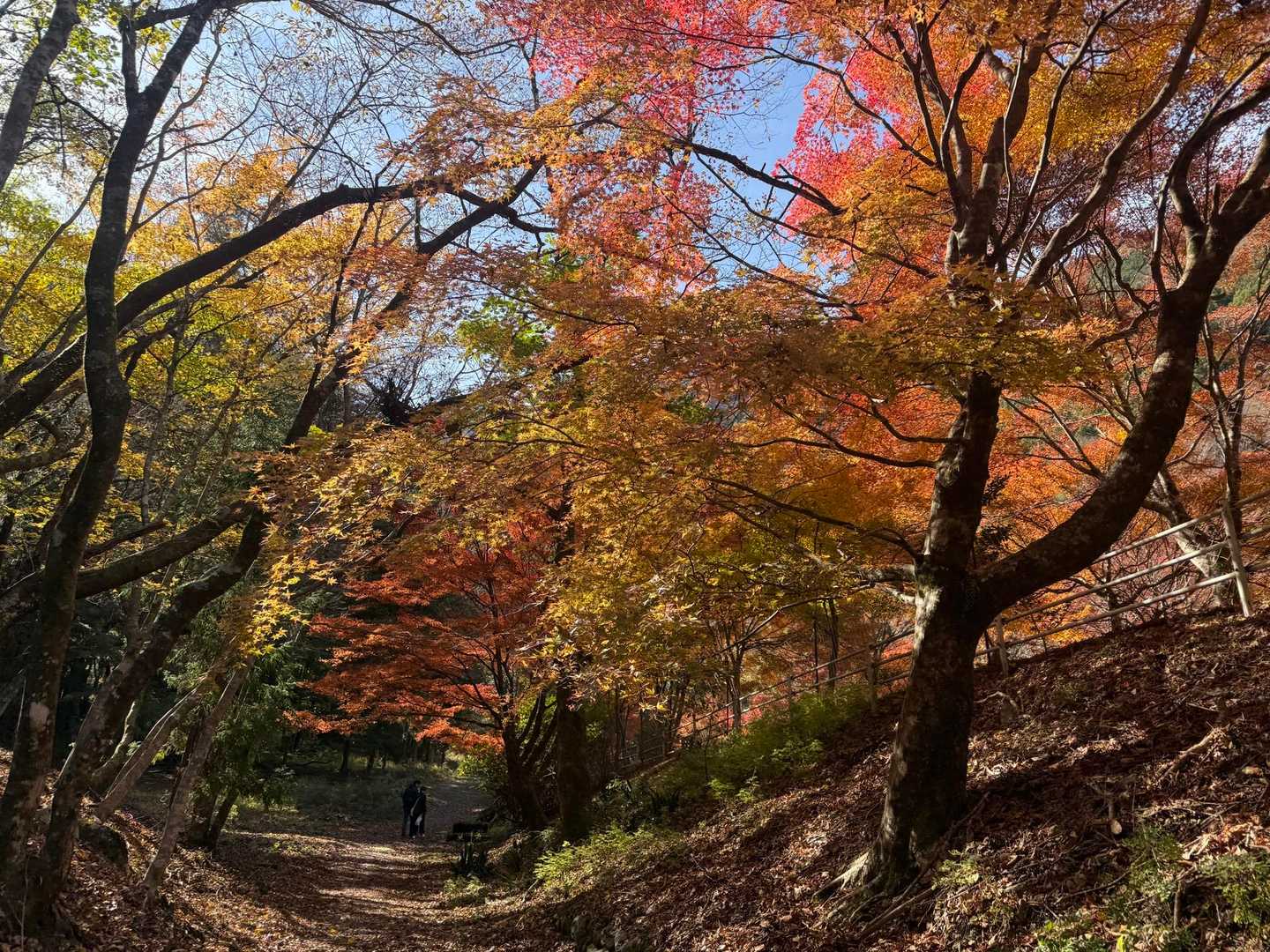 観光客で賑わってました！
この辺、紅葉🍁キレイ