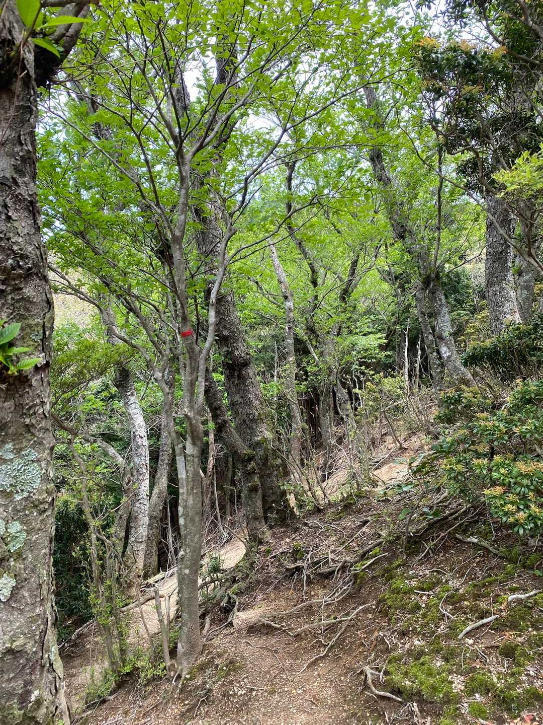 　　　　　ヤセ尾根