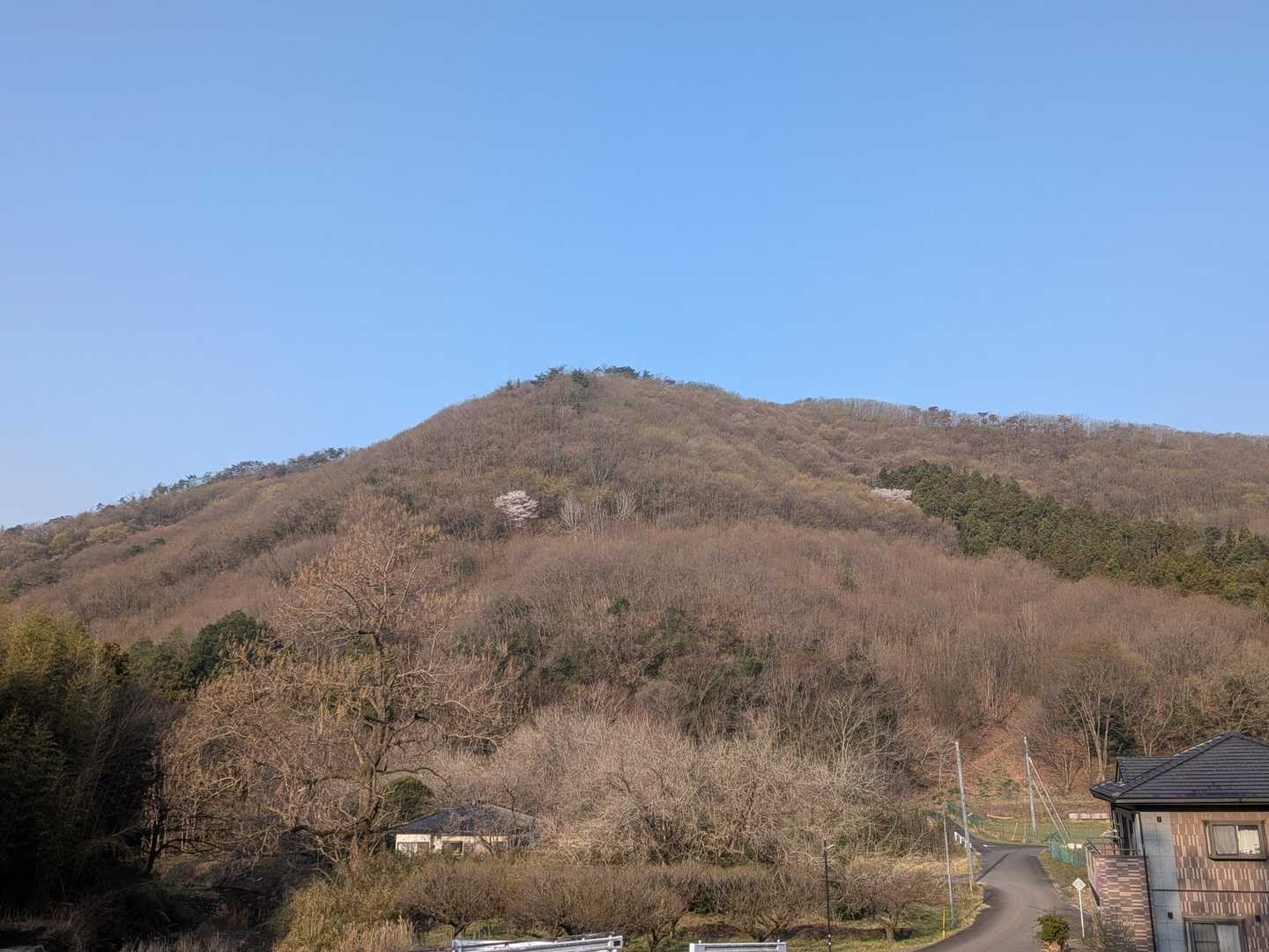 山肌に山桜が咲いているのが確認されます