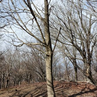 鉢伏山のシンボルツリー？